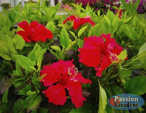 56334b-02d84bf41d924e6ba892893cb43d56bd-mv2