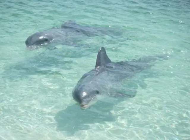 a27d24-8b7127229ce7402badc981ab1fcedc6c-mv2