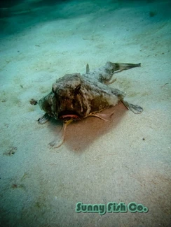 Poissons à Observer à Varadero, Cuba : Guide Pratique
