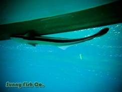 Poissons à Observer à Varadero, Cuba : Guide Pratique