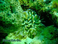 Poissons à Observer à Varadero, Cuba : Guide Pratique