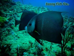 Poissons à Observer à Varadero, Cuba : Guide Pratique