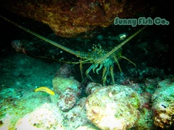 Poissons à Observer à Varadero, Cuba : Guide Pratique