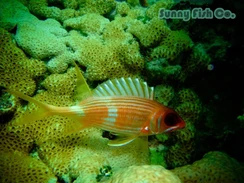 Poissons à Observer à Varadero, Cuba : Guide Pratique