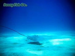 Poissons à Observer à Varadero, Cuba : Guide Pratique