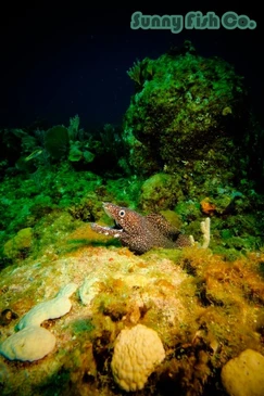 Poissons à Observer à Varadero, Cuba : Guide Pratique