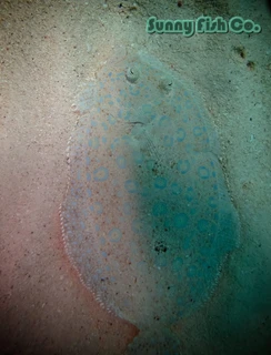 Poissons à Observer à Varadero, Cuba : Guide Pratique