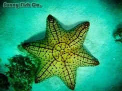 Poissons à Observer à Varadero, Cuba : Guide Pratique