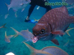 Poissons à Observer à Varadero, Cuba : Guide Pratique