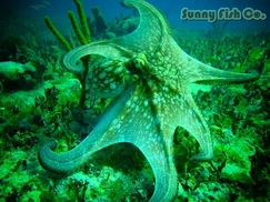 Poissons à Observer à Varadero, Cuba : Guide Pratique