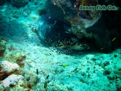 Poissons à Observer à Varadero, Cuba : Guide Pratique