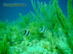 Poissons à Observer à Varadero, Cuba : Guide Pratique