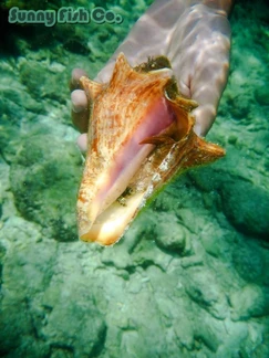 Poissons à Observer à Varadero, Cuba : Guide Pratique