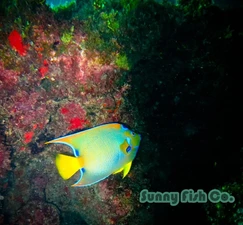 Poissons à Observer à Varadero, Cuba : Guide Pratique