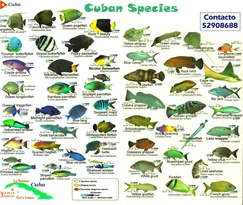 Poissons à Observer à Varadero, Cuba : Guide Pratique