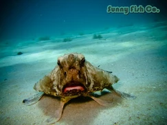 Poissons à Observer à Varadero, Cuba : Guide Pratique