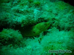 Poissons à Observer à Varadero, Cuba : Guide Pratique