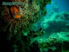 Poissons à Observer à Varadero, Cuba : Guide Pratique