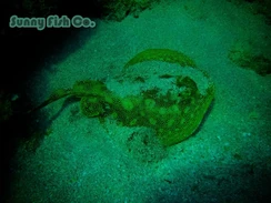 Poissons à Observer à Varadero, Cuba : Guide Pratique