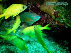 Poissons à Observer à Varadero, Cuba : Guide Pratique