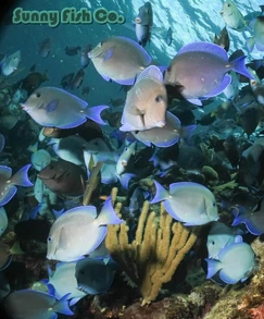 Poissons à Observer à Varadero, Cuba : Guide Pratique