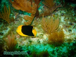 Poissons à Observer à Varadero, Cuba : Guide Pratique