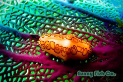 Poissons à Observer à Varadero, Cuba : Guide Pratique