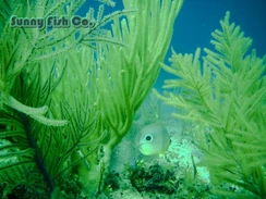 Poissons à Observer à Varadero, Cuba : Guide Pratique