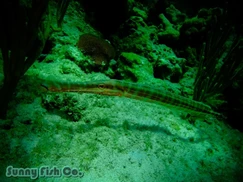Poissons à Observer à Varadero, Cuba : Guide Pratique