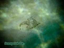 Poissons à Observer à Varadero, Cuba : Guide Pratique