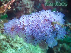 Poissons à Observer à Varadero, Cuba : Guide Pratique