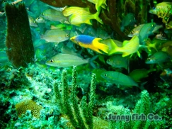 Poissons à Observer à Varadero, Cuba : Guide Pratique