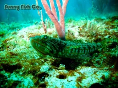 Poissons à Observer à Varadero, Cuba : Guide Pratique