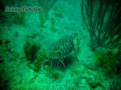 Poissons à Observer à Varadero, Cuba : Guide Pratique