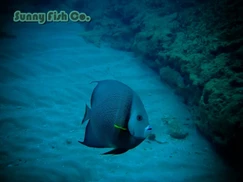 Poissons à Observer à Varadero, Cuba : Guide Pratique