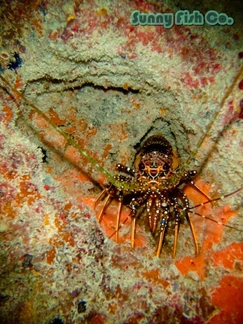 Poissons à Observer à Varadero, Cuba : Guide Pratique