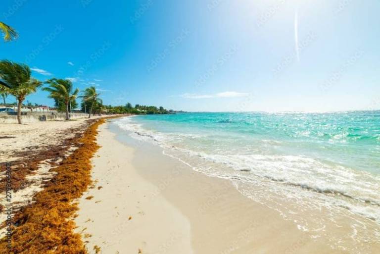 sargasses-on-the-foreshore-in-guadeloupe-stockpack-adobe-stock