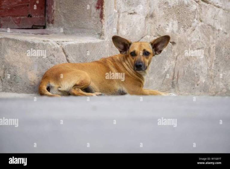 chiens-depisteurs-a-cuba-varadero-et-la-havane