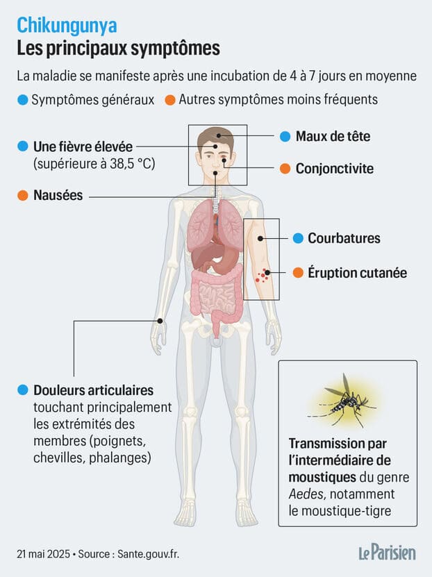 chikungunya-comprendre-les-phases-de-la-maladie-sans-inquietude