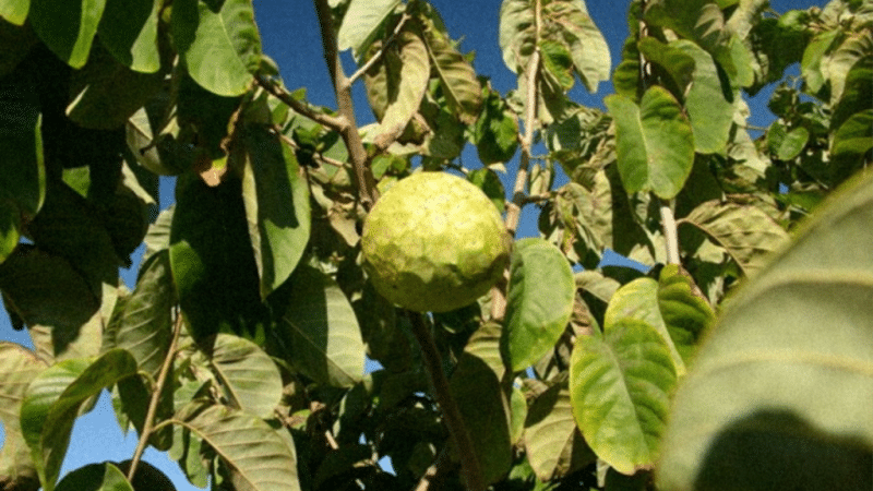 decouvrez-la-chirimoya-un-tresor-tropical-a-cuba