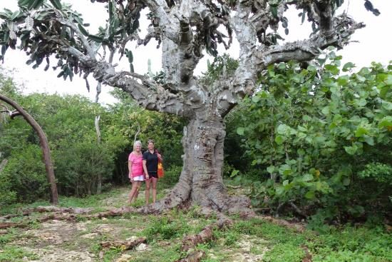 decouvrez-le-cactus-el-patriarca-le-sage-de-varadero