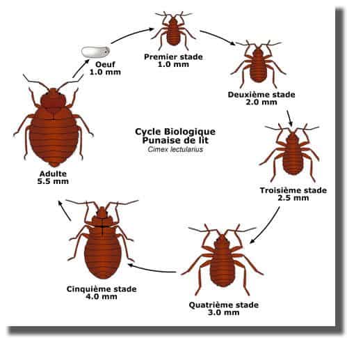 evitez-les-moustiques-et-puces-de-sable-a-varadero