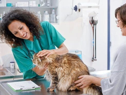 les-meilleurs-veterinaires-a-varadero-pour-vos-animaux
