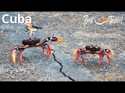 migration-des-crabes-rouges-a-cuba-un-spectacle-naturel-fascinant