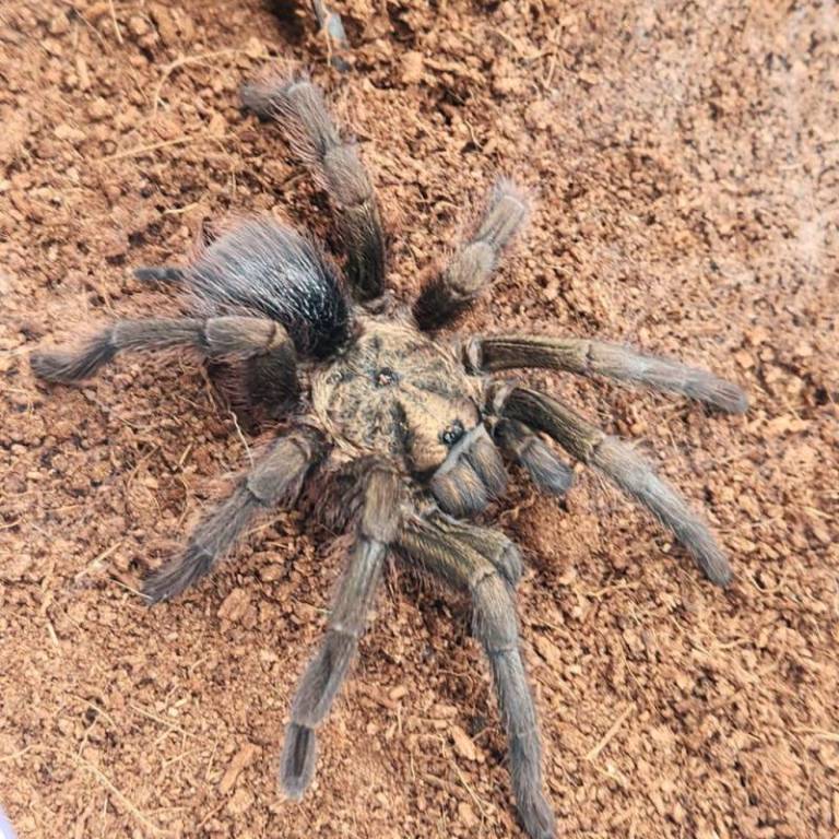 cuba-decouverte-dune-mygale-geante