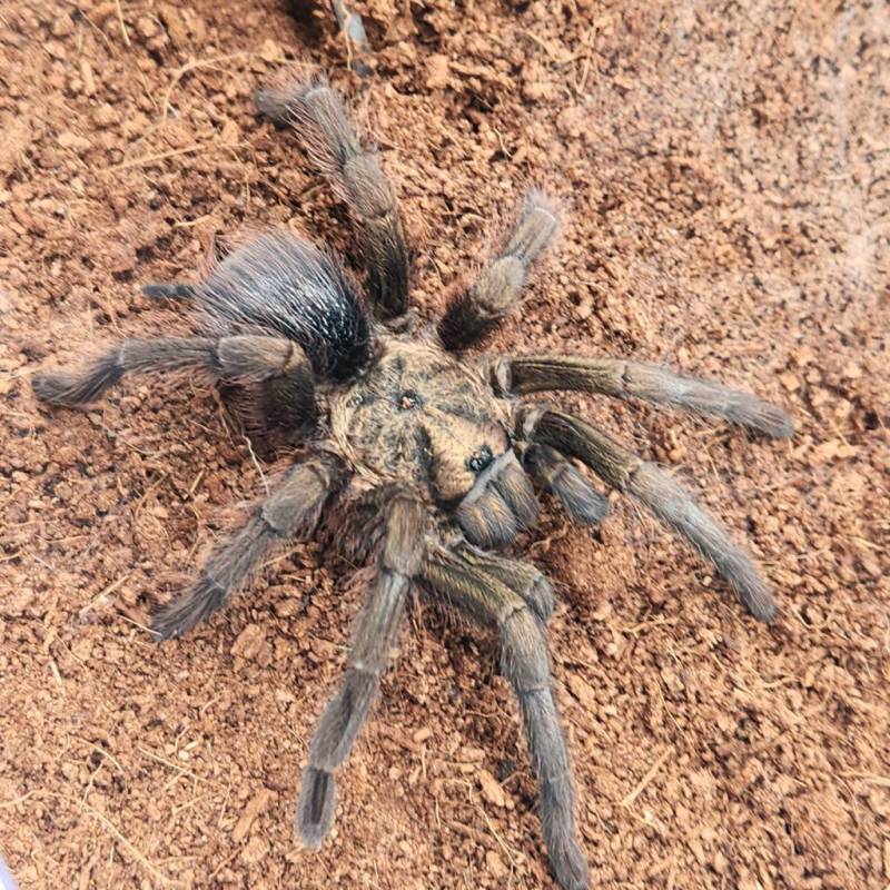 cuba-decouverte-dune-mygale-geante